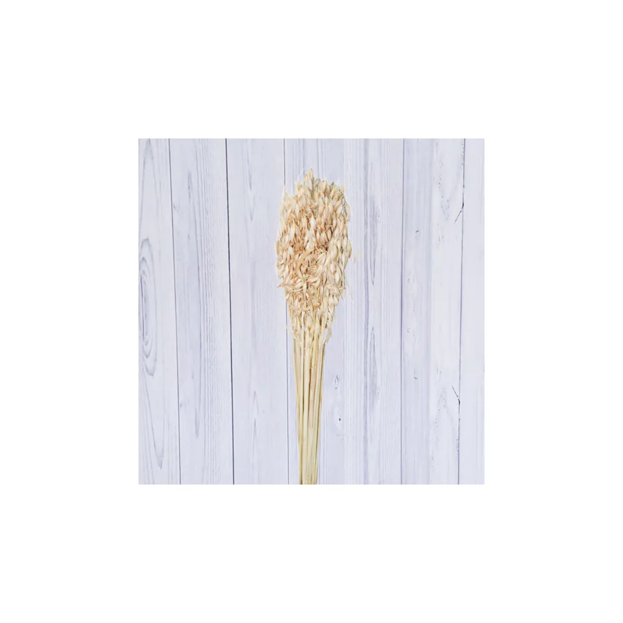Avena – per bunch — catalogue product